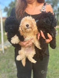 Cuccioli di cane