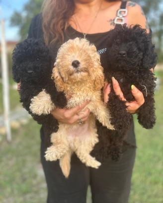 Cuccioli di cane