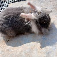 Coniglio nano testa di leone