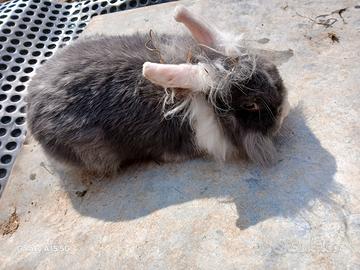 Coniglio nano testa di leone