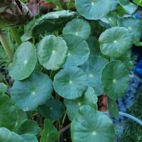 piante per laghetto hydrocotyle vulgaris