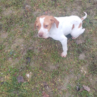 Cucciole di bracco pointer