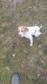 Cucciole di bracco pointer