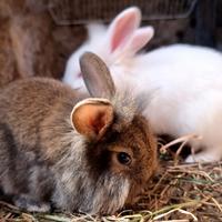 Coniglio Nano da Compagnia Testa di Leone