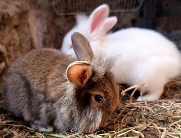 Coniglio Nano da Compagnia Testa di Leone