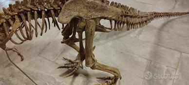 Modello dinosauro t-rex
