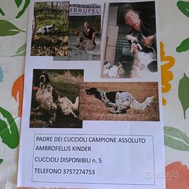 Cuccioli di setter inglese