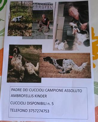 Cuccioli di setter inglese