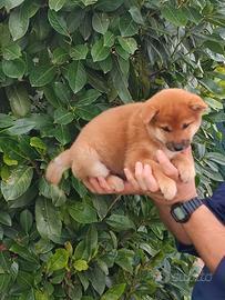 Perfetto cucciolo Shiba
