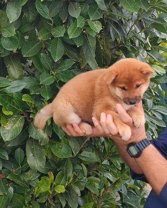 Perfetto cucciolo Shiba