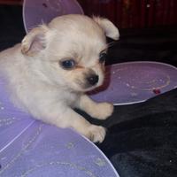 Cuccioli di chihuahua tea cup