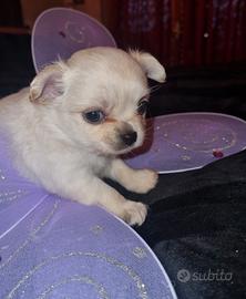 Cuccioli di chihuahua tea cup