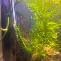 Elodea acquatica - solo ritiro Lecco