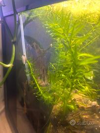 Elodea acquatica - solo ritiro Lecco
