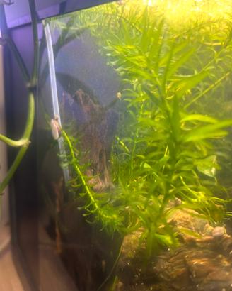 Elodea acquatica - solo ritiro Lecco