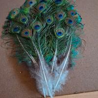 piume di pavone