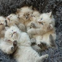 Cuccioli gatto siberiano