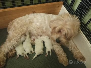 cuccioli Maltipoo disponibili alla prenotazione 