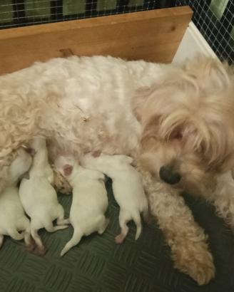 cuccioli Maltipoo disponibili alla prenotazione 