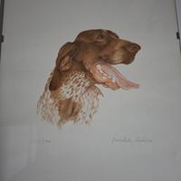 Stampa Kurzhaar bracco tedesco Dubini