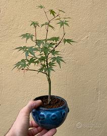 Bonsai acero rosso palmato giapponese