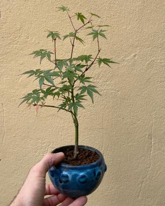 Bonsai acero rosso palmato giapponese
