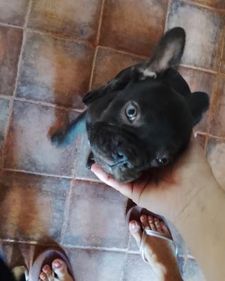 BULLDOG FRANCESE