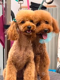  cuccioli di barboncino 