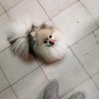 Spitz di Pomerania toy