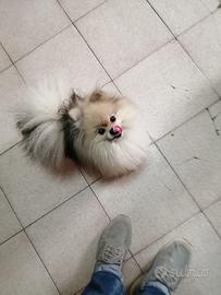 Spitz di Pomerania toy