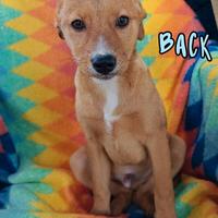 Back: cucciolo dolcissimo e socievole