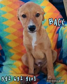 Back: cucciolo dolcissimo e socievole
