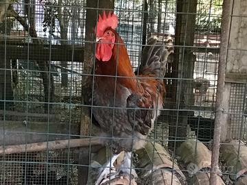 Pulcinotti polli Ornamentali