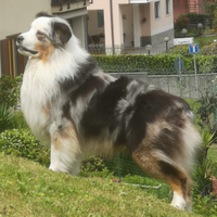 Pastore AUSTRALIANO Blue Merle per MONTE