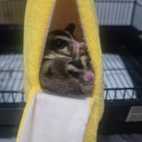 Petauri dello zucchero