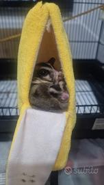 Petauri dello zucchero