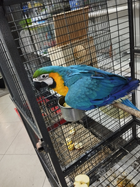 Ara arauna allevata a mano