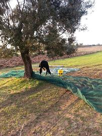 Terreno agricolo di 3000mq con il bocchettone del