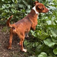 Simil bassotto socievole 1 anno 12 kg