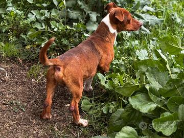 Simil bassotto socievole 1 anno 12 kg