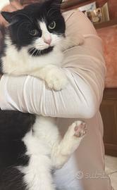 Gatto adozione