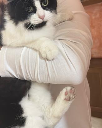 Gatto adozione