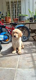 Golden retriver