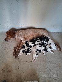 Cuccioli breton