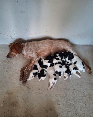 Cuccioli breton