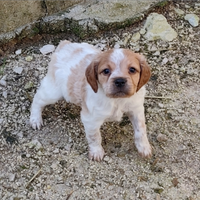 Breton maschi pedigree enci