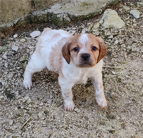 Breton maschi pedigree enci