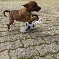 Kora cucciola taglia medio piccola