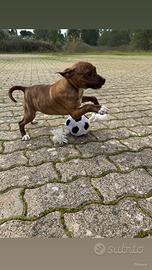 Kora cucciola taglia medio piccola