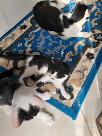 Gattini piccoli